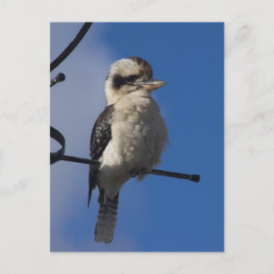 Cartão Postal Kookaburra