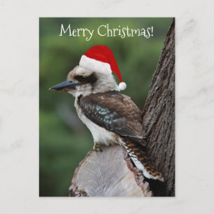 Cartão Postal Kookaburra Bird Red Santa Hat Natal