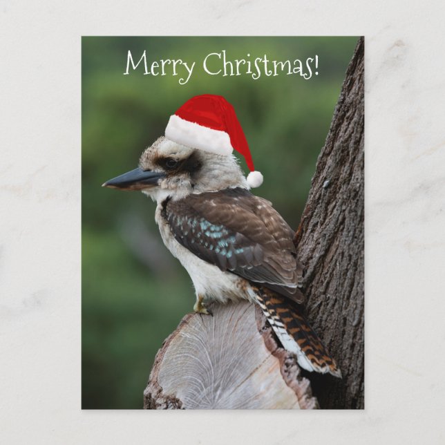 Cartão Postal Kookaburra Bird Red Santa Hat Natal (Frente)