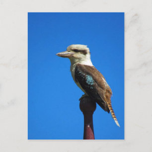 Cartão Postal kookaburra BLUE