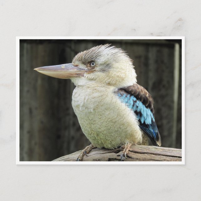 Cartão Postal kookaburra de asa azul (Frente)