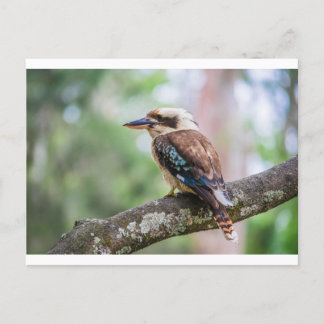 Cartão Postal Kookaburra no galho