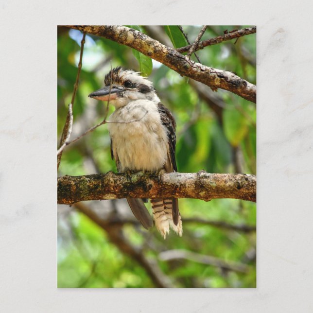 CARTÃO POSTAL KOOKABURRA QUEENSLAND AUSTRÁLIA (Frente)