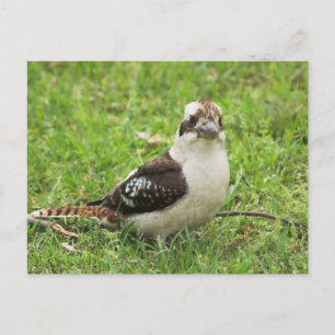 Cartão Postal Kookabuura