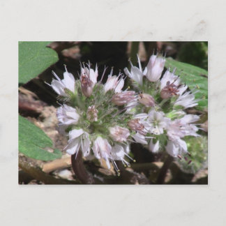 Cartão Postal Kooskooskia Idaho Flora Flores Botany Wildflower