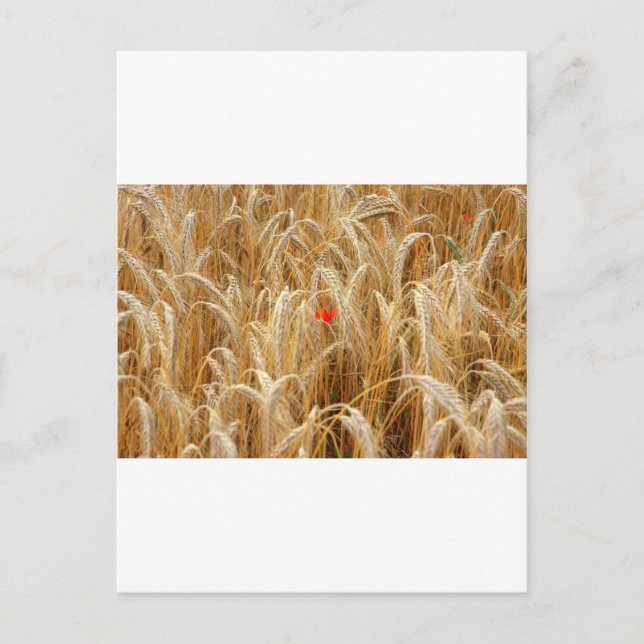 Cartão Postal Kornblume (Frente)