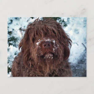 Cartão Postal Korthals Griffon - Snowy Sarah