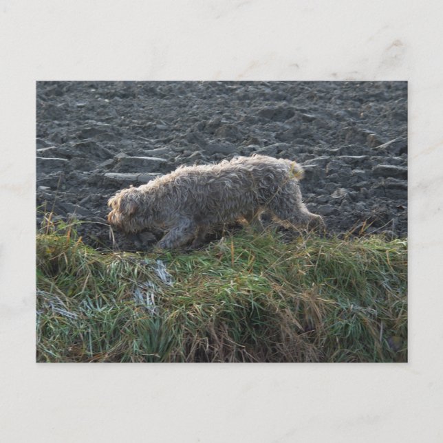 Cartão Postal Korthals Griffon - Tsjip percorrendo a terra (Frente)