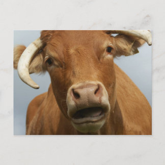 Cartão Postal kuh imbecil