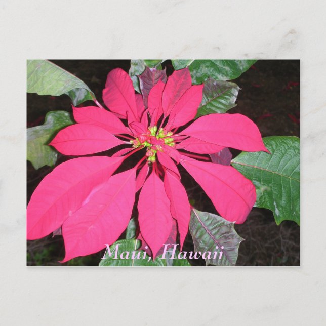 Cartão Postal Kula Poinsettia (Frente)