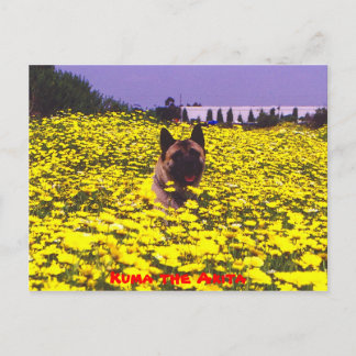 Cartão Postal Kuma, o Akita