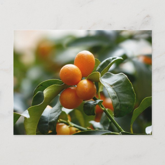 Cartão Postal Kumquats na Ramificação da Árvore Kumquat (Frente)