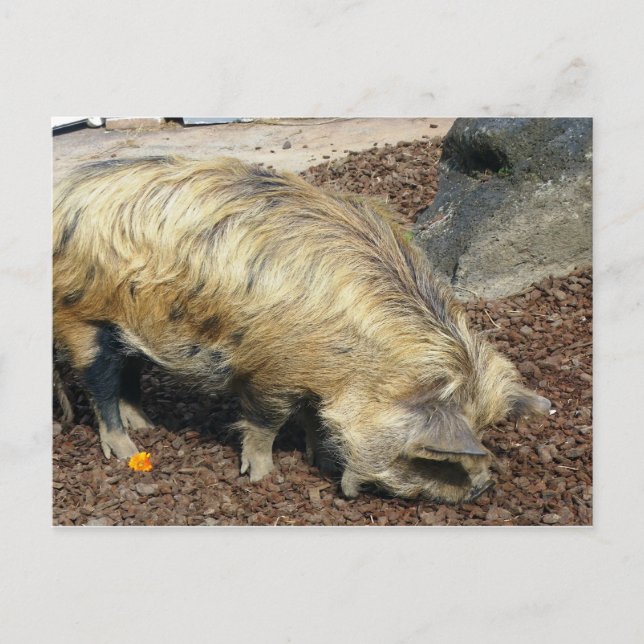 Cartão Postal Kunekune Pig (Frente)