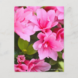Cartão Postal Kurume Azalea