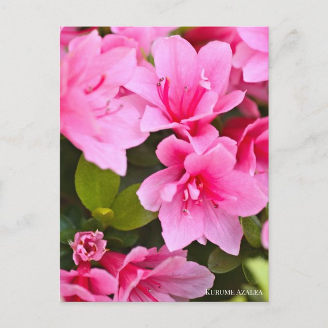 Cartão Postal Kurume Azalea (Frente)