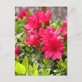 Cartão Postal Kurume Azalea