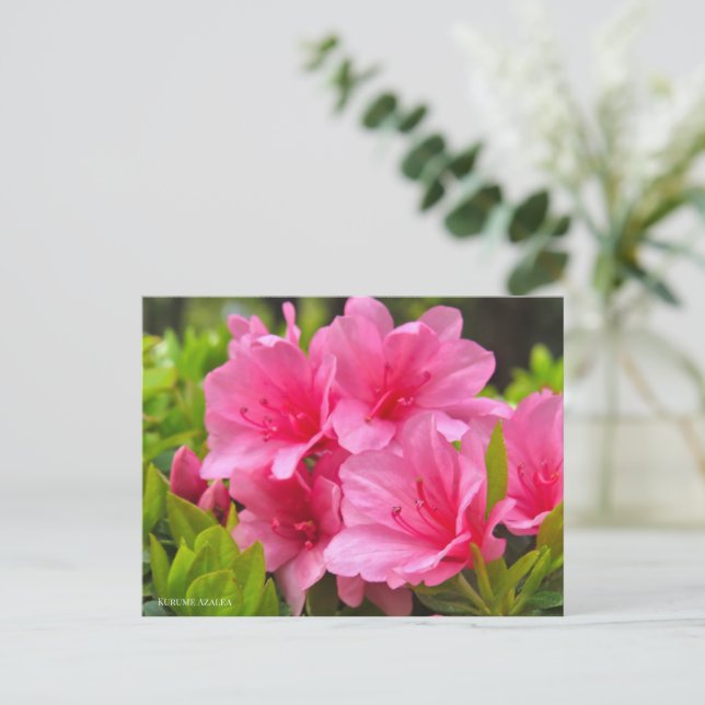 Cartão Postal Kurume Azalea (Em pé/Frente)