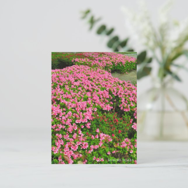 Cartão Postal Kurume Azalea (Em pé/Frente)