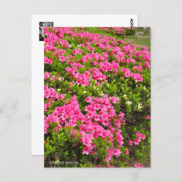 Cartão Postal Kurume Azalea