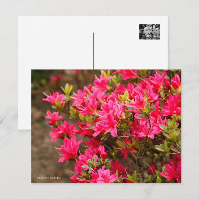 Cartão Postal Kurume Azalea (Frente/Verso)