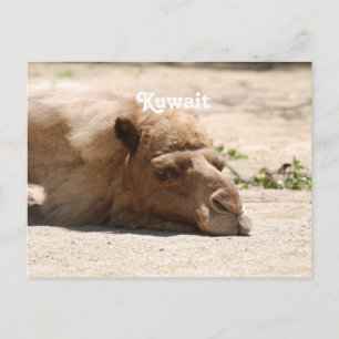 Cartão Postal Kuwait Camel