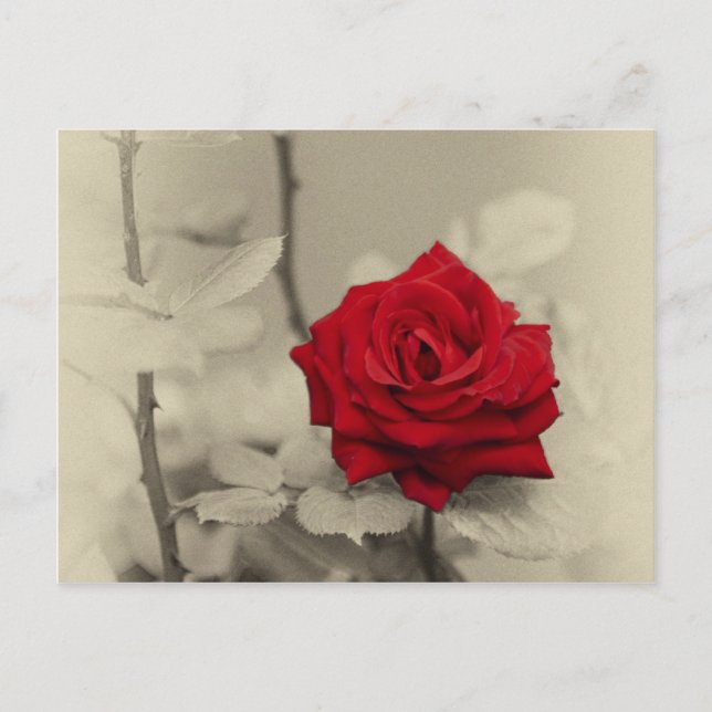 Cartão Postal _L0S7918.jpg (Frente)