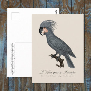 Cartão Postal L’Ara gris à Trompe / Cinza Palm Cockatoo
