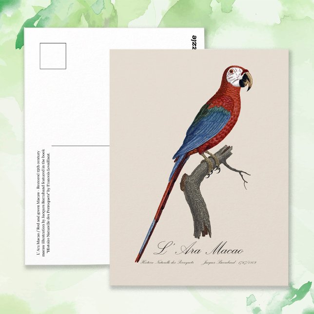 Cartão Postal L' Ara Macao / Red and green Macaw (Red-and-green Macaw, Ara chloropterus. Postcard)
