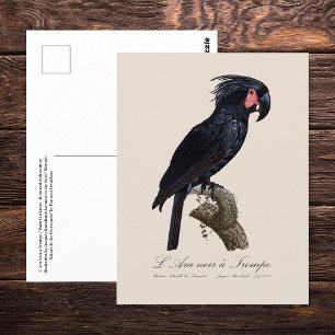 Cartão Postal L' Ara Noir a Trompe / Palm Cockatoo