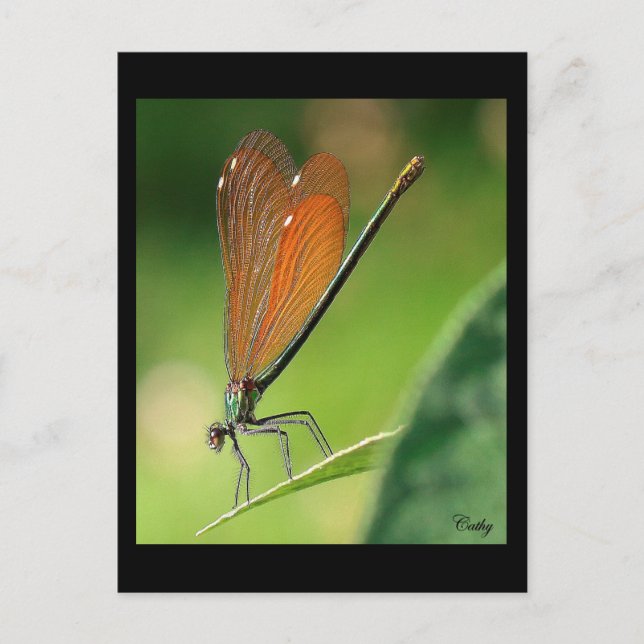 Cartão Postal La demoiselle (Frente)