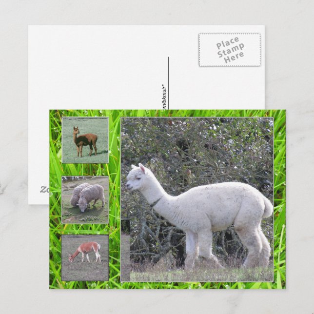 Cartão postal - Lã em pé (Frente/Verso)