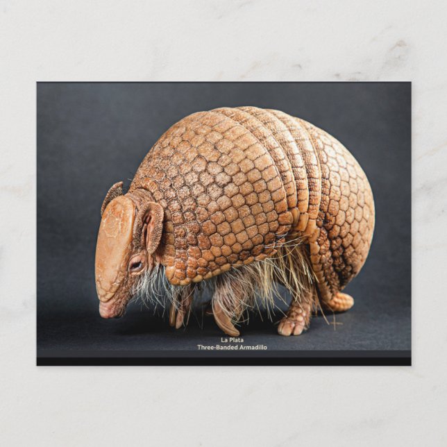 Cartão Postal La Plata Three-Banded Armadillo (Frente)