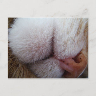 Cartão Postal Lábios do gatinho e Nariz Feche Extreme