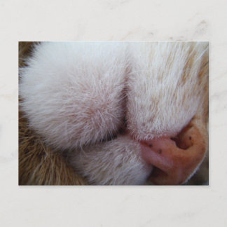 Cartão Postal Lábios do gatinho e Nariz Feche Extreme