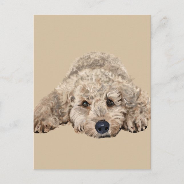 Cartão Postal Labradoodle (Frente)