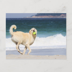 Cartão Postal Labradoodle - Feliz Dia na Praia