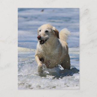 Cartão Postal Labradoodle - Izzy