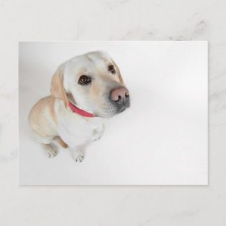 Cartão Postal labrador