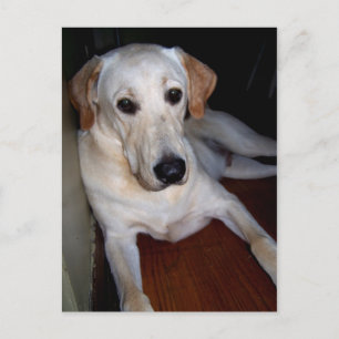 cartão postal labrador