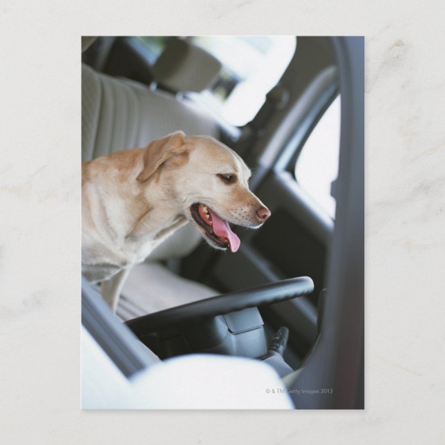 Cartão Postal Labrador (Frente)