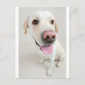 Cartão Postal labrador