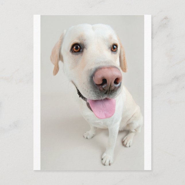 Cartão Postal labrador (Frente)