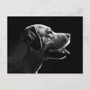 Cartão Postal labrador