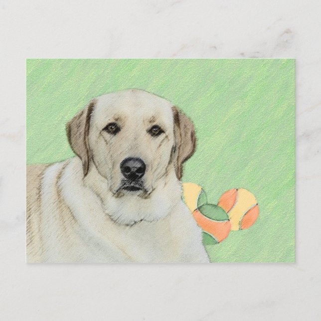 Cartão Postal Labrador Amarelo - Impressão de Retriever e Tênis (Frente)