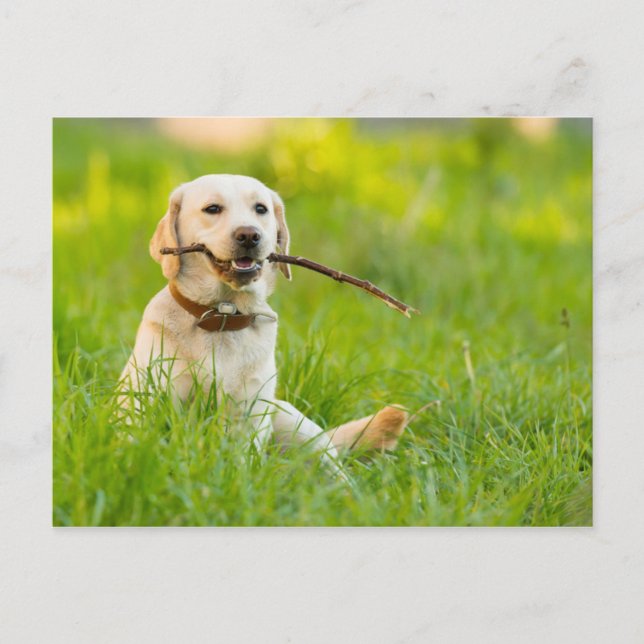 Cartão Postal Labrador Amarelo Reproduz Busca Com Stick (Frente)