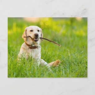 Cartão Postal Labrador Amarelo Reproduz Busca Com Stick