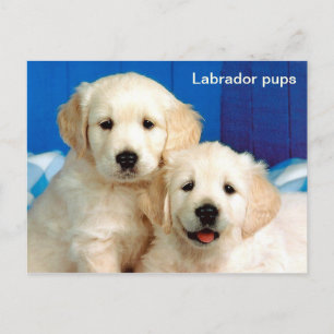 Cartão Postal Labrador cria animal