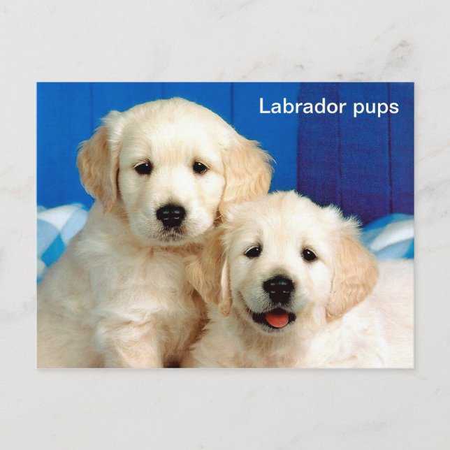 Cartão Postal Labrador cria animal (Frente)