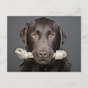 Cartão Postal Labrador de Chocolate com Osso