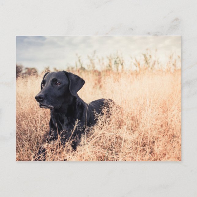 Cartão Postal Labrador Negro De Grama Seca (Frente)